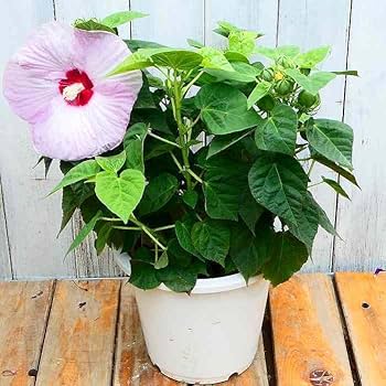 お徳な超わけありA アメリカフヨウ (草芙蓉) 大株苗 お徳な超わけありB アメリカフヨウ (草芙蓉) 大株苗 - メルカリ